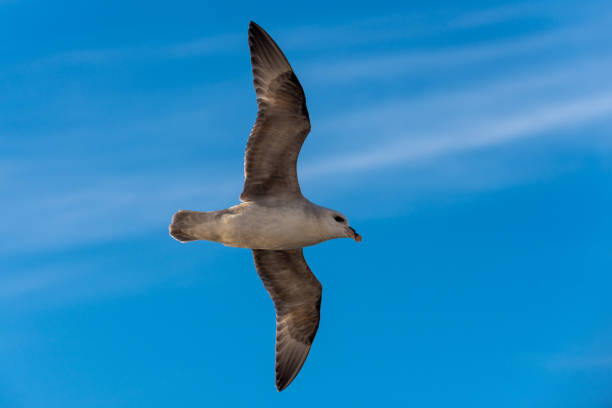 istock Northern Fulmar flying above Arctic sea on Svalbard. 1224447007