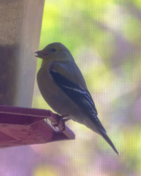 vista laterale di un fringuello d'oro in un alimentatore del cortile. - american goldfinch gold finch bird branch foto e immagini stock