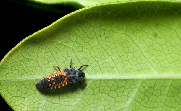 istock Ladybug, aka, Ladybird Beetle (Coccinellidae) larva on a Pittosporum leaf 1224448485