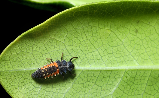 Bright orange and black predatory larva resting on a leaf