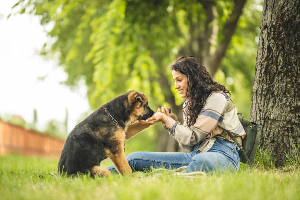istock Woman feeding dog in park 1224448572