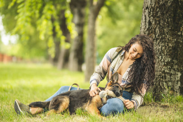 woman playing with dog in park - german shepherd dog toy sitting imagens e fotografias de stock