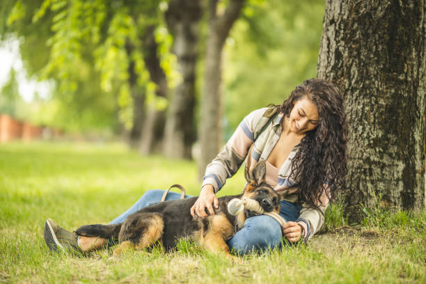 woman playing with dog in park - german shepherd dog toy sitting imagens e fotografias de stock