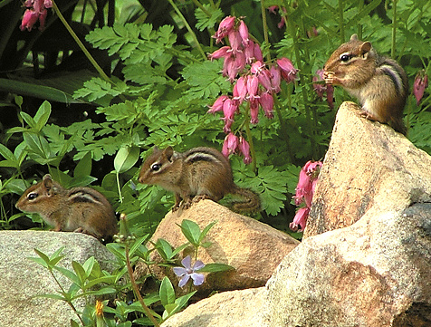 Three young Eastern Chipmunks near their nest