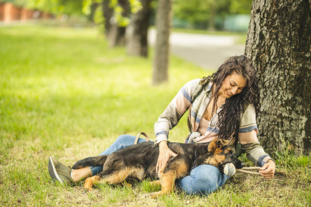 woman playing with dog in park - german shepherd dog toy sitting imagens e fotografias de stock