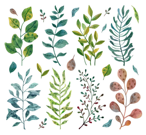 Watercolor set of branches and leaves