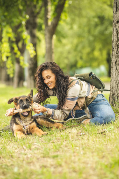 woman playing with dog in park - german shepherd dog toy sitting imagens e fotografias de stock