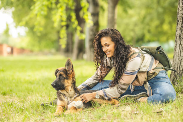 woman playing with dog in park - german shepherd dog toy sitting imagens e fotografias de stock