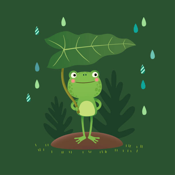 vektor-illustration eines niedlichen froschs, der an einem regnerischen tag steht und ein blatt hält. - bullfrog frog amphibian wildlife stock-grafiken, -clipart, -cartoons und -symbole