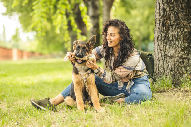 woman playing with dog in park - german shepherd dog toy sitting imagens e fotografias de stock