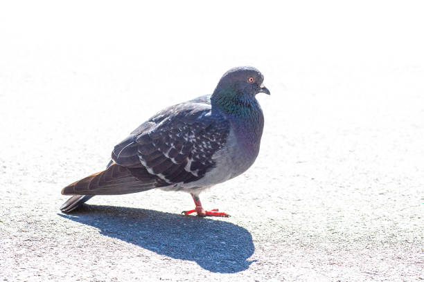 istock Gray Feral pigeon standing on pavement with shadow 1224450264