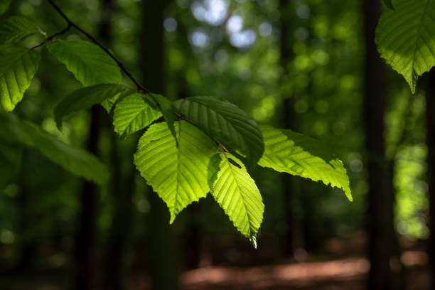 A healthy spring forest in the morning sun