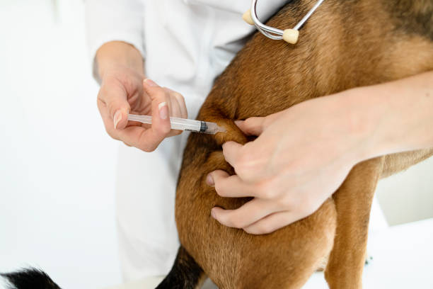 istock Veterinarian Giving Injection to Dog 1224451955
