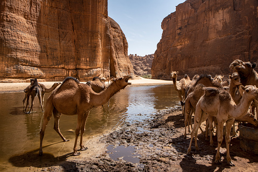Herd of camels in the legendary Guelta d’Archeï, the mystic spring of water inside the remote Ennedi Mountains in the Sahara desert, North-East Chad. This place is since centuries one of the main sources of water for the Tubu people and their camel herds. The Ennedi massif was declared as an UNESCO World Heritage site in 2016.