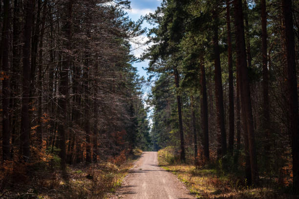 A dirt road in the forest cast by sunlight. Trees and scrubs are beside the road.