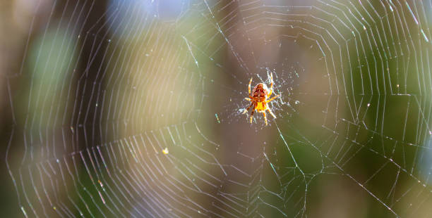 istock Spider and web in the spring forest. Spider and web in the wild. 1224453229
