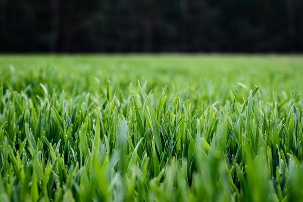 istock A sea of grass blades 1224453831