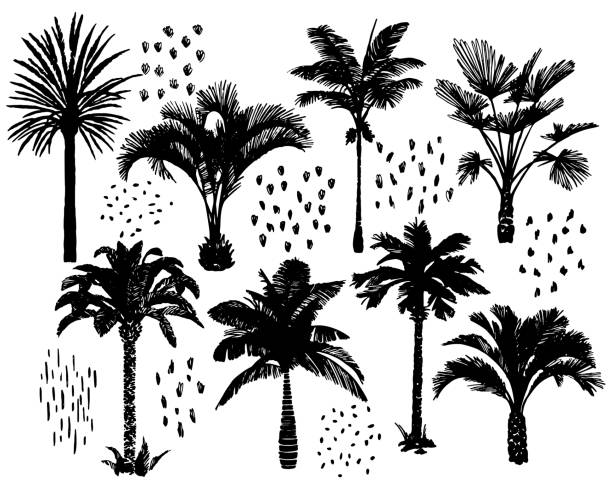 пальмы установлены. коллекция экзотических тропических растений. эскиз стиль графической техники. нарисованная рука. - palm tree tree tropical climate nature stock illustrations