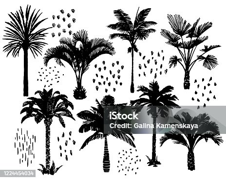 istock Palm trees set. Exotic tropical plants collection. Sketch style graphic technique. Hand drawn.. 1224454034