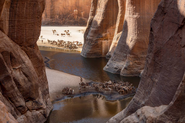 View into the legendary Guelta d’Archeï, Ennedi massif, Sahara, Chad View into the legendary Guelta d’Archeï, the mystic spring of water inside the remote Ennedi Mountains in the Sahara desert, North-East Chad. This place is since centuries one of the main sources of water for the Tubu people and their camel herds. The Ennedi massif was declared as an UNESCO World Heritage site in 2016. ennedi mountains photos stock pictures, royalty-free photos & images