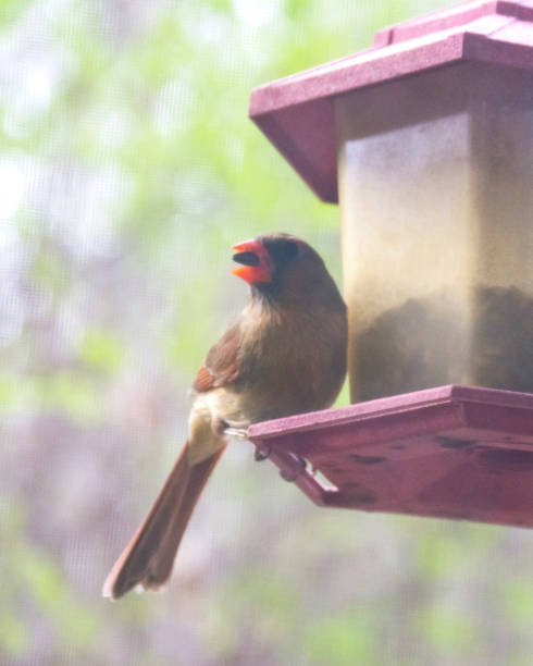istock A female cardinal perched at a bird feeder in the spring. 1224454184