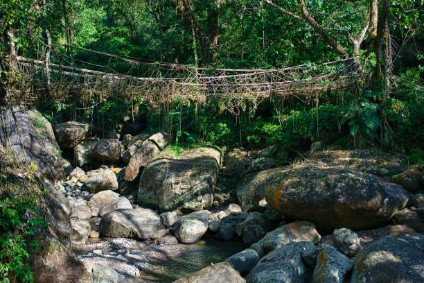 istock Living Root Bridge in Cherrapunji, India 1224454500