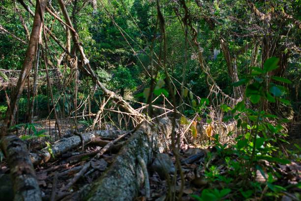 istock Living Root Bridge in Cherrapunji, India 1224454503