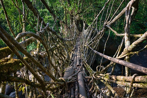 Cherrapunji, India - October 25, 2016: Amazing Living Root Bridge, made of trees, trunks and roots of trees, moss, vegetation, and bushes, hanging above rocks, in the middle of wilderness, on a sunny day, in Cherrapunji, India.