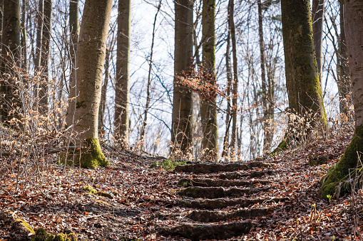 Close-up of stone steps in a bare forest. Fallen leaves lay on the ground.