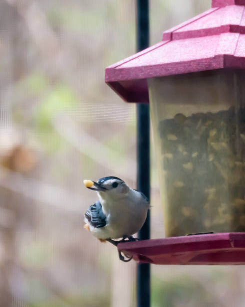 istock White breasted nuthatch at bird feeder with nut in his mouth. 1224455018