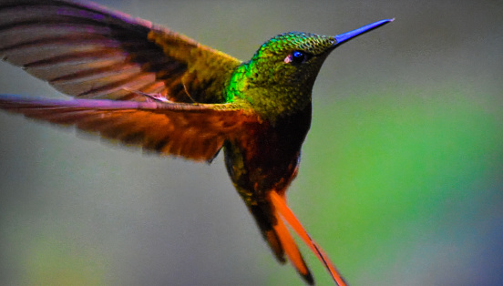 Beautiful vibrant colorful hummingbird in flight