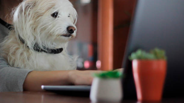 Woman working on computer with sweet dog on her lap