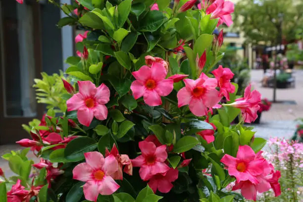 Dipladenia / Beautiful red flowers in the garden