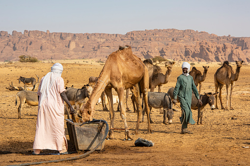 Guelta d’Archeï, Chad - February 08, 2020: Tubu people with their camels and donkeys at a water well in the Sahara. This scene happens close to the legendary Guelta d’Archeï, the mystic spring of water inside the remote Ennedi Mountains in the Sahara desert, North-East Chad. This place is since centuries one of the main sources of water for the Tubu people and their camel herds. The Ennedi massif was declared as an UNESCO World Heritage site in 2016.