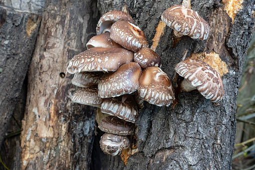 Shot on shiitake mushrooms on the oak trunk. The shiitake is an edible mushroom native to East Asia, which is cultivated and consumed in many Asian countries.