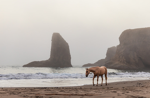Brown horse walking alone in front of sea stacks on a foggy beach in Oregon.