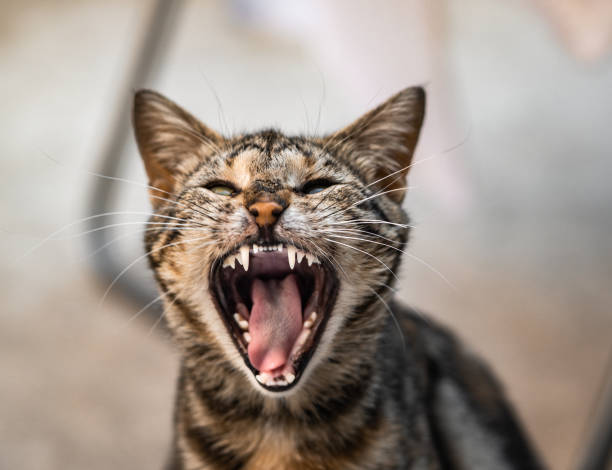 istock Lovely little kitten fluffy multicolored cat. 1224461708
