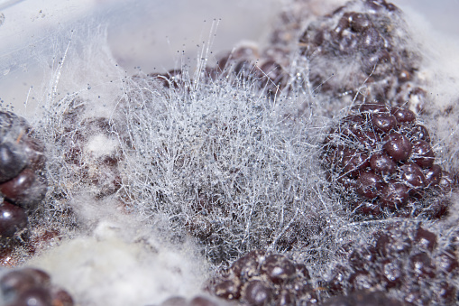 Mold on long-lying blackberries - mold fungus mucor.