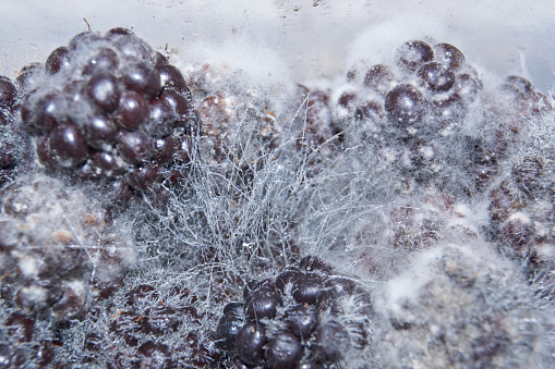 Mold on long-lying blackberries - mold fungus mucor.