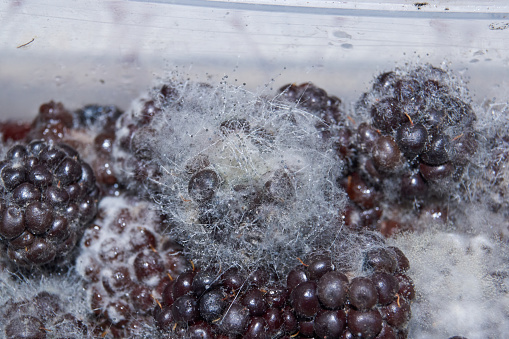 Mold on long-lying blackberries - mold fungus mucor.