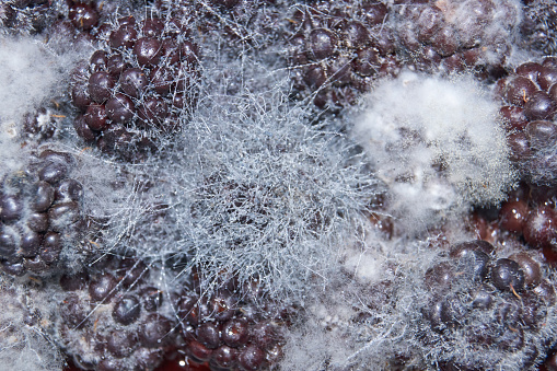 Mold on long-lying blackberries - mold fungus mucor.