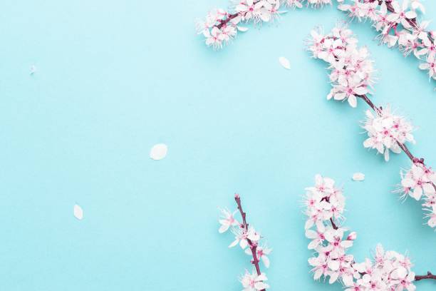 istock Spring border, spring blossom and April floral nature on blue background. Branches of blossoming apricot macro with soft focus. For easter and spring greeting cards with copy space. Springtime. 1224462796