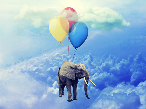 Flying Elephant concept. Image of Elephant attached to three balloons flying through a cloudy blue sky.  Flat style. Artistic design, raster illustration, photo manipulation