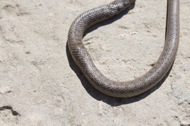 istock Snake with open jaws krupnom plan looks at camera and crawls. Viper and in the courtyard, the concept of catching snakes 1224464177