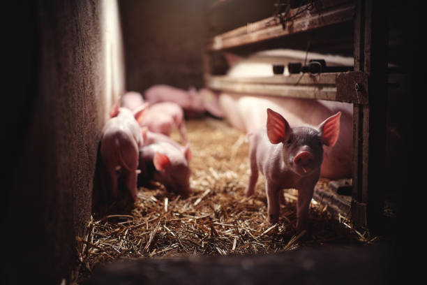 istock Newborn piglets exploring pig barn at the farm 1224464266
