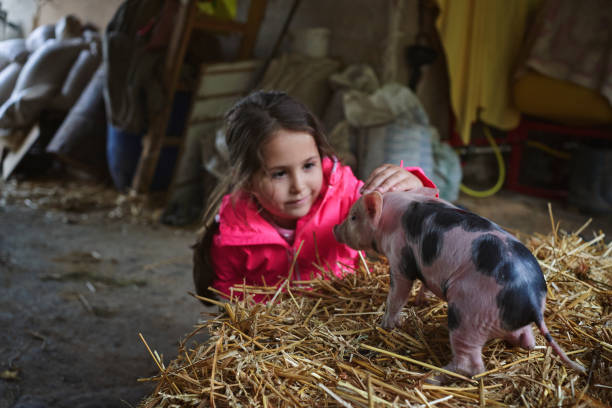 istock Caring little girl petting newborn pig while he standing on a hay stack 1224464390