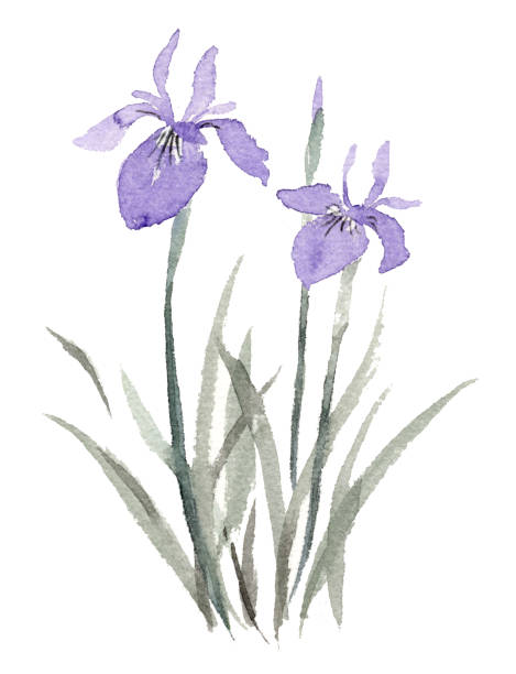 Ink painting illustration of Iris. Ink painting illustration of Iris. iris laevigata stock illustrations