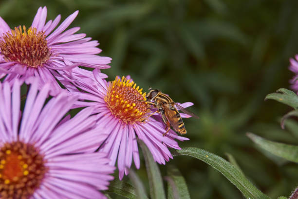 istock Fall. A fly collects the last nectar and pollen from perennial aster flowers. 1224465507