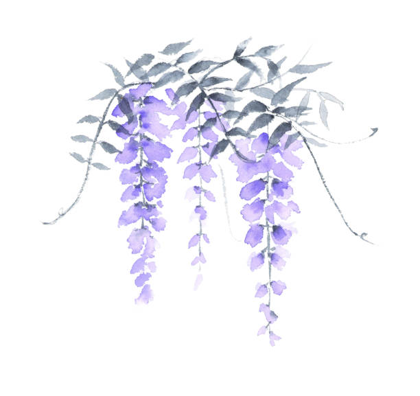 등나무의 수묵화 일러스트. - wisteria stock illustrations