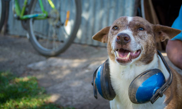 Smiley dog Smiley dog wearing protective ear muffs dog ear muffs stock pictures, royalty-free photos & images